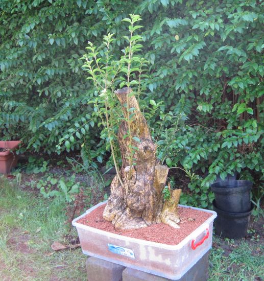 privet bonsai